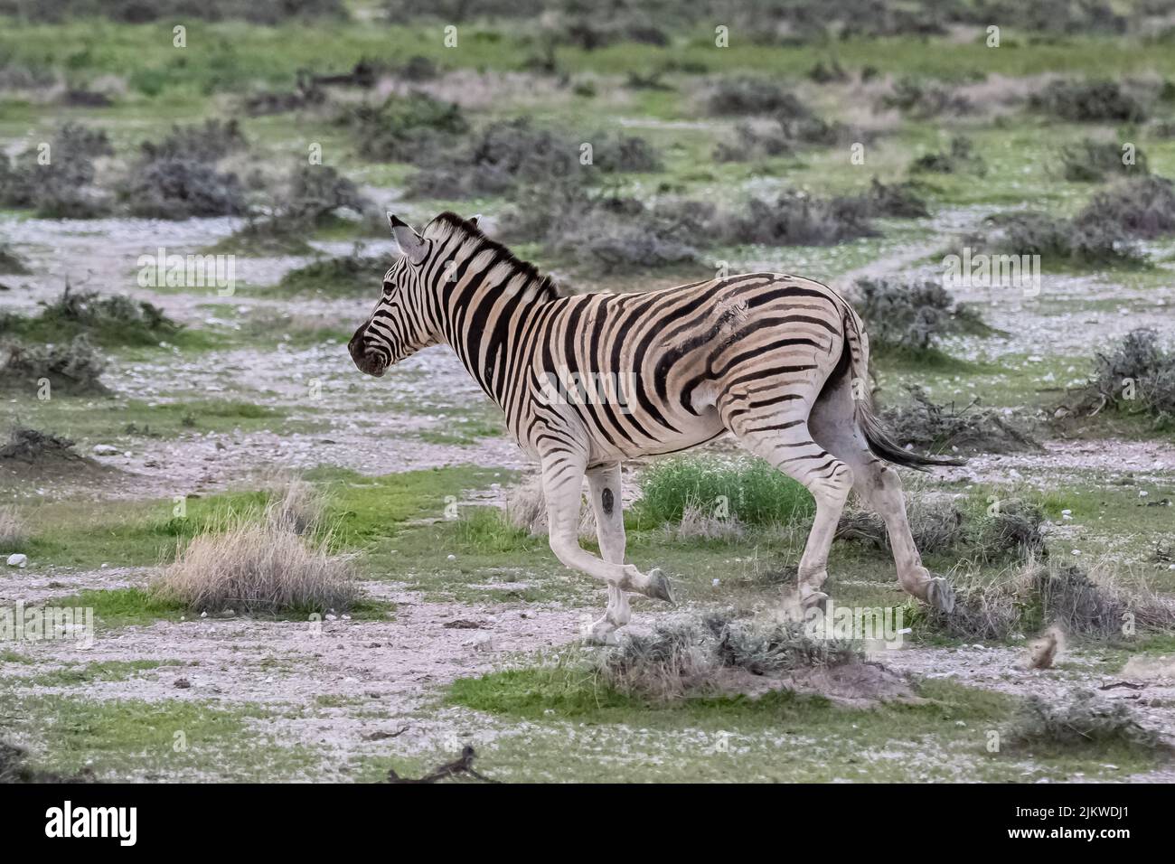 Due zebre che corrono nel cespuglio in Namibia Foto Stock