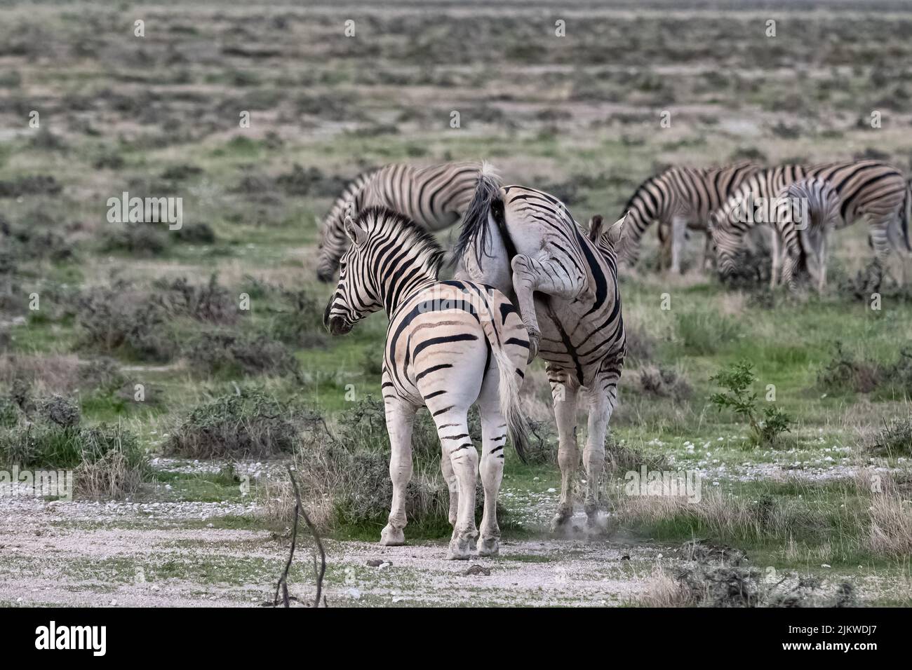 Due zebre che corrono nel cespuglio in Namibia Foto Stock