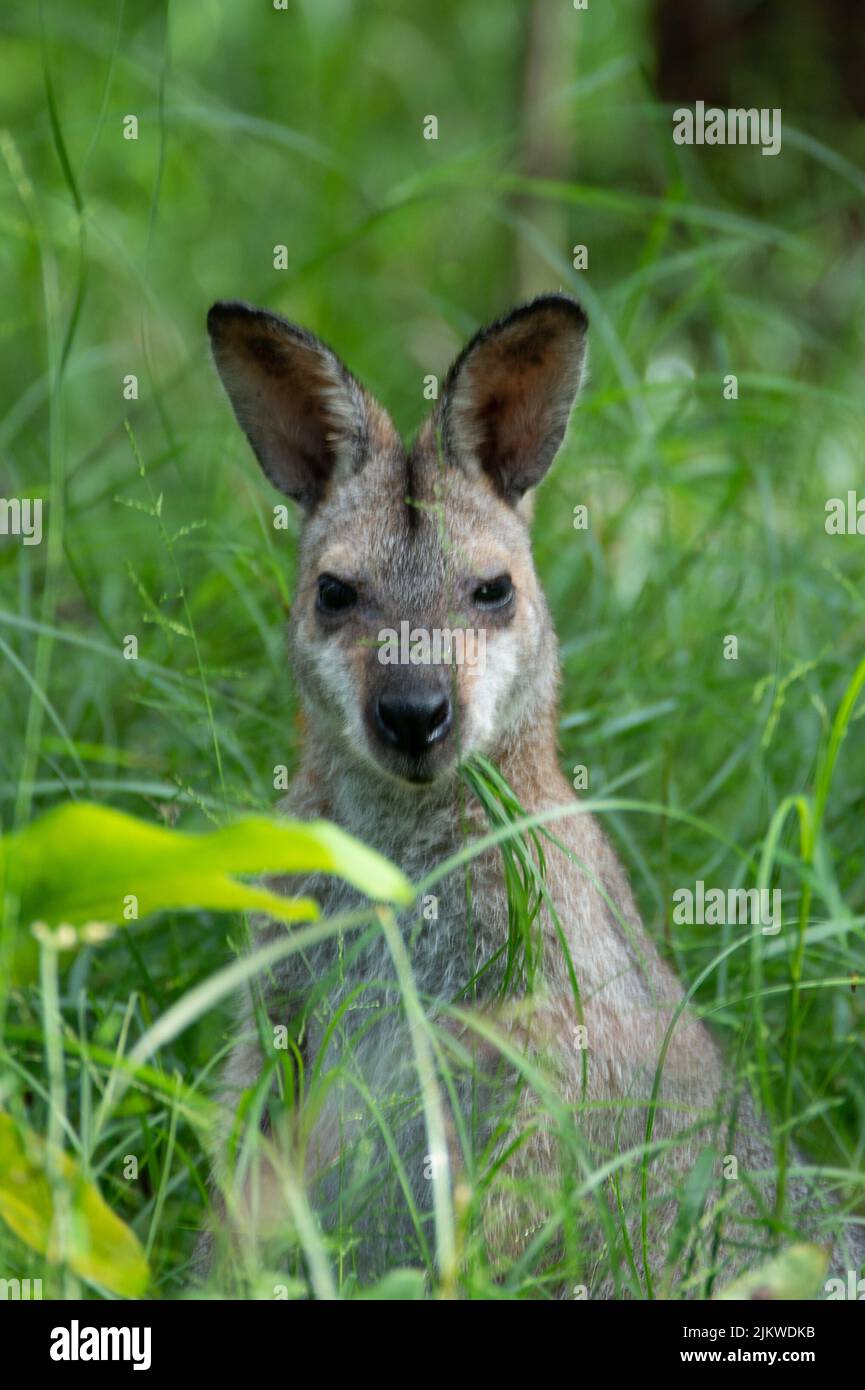 Uno scatto verticale di un Wallaby nell'erba su uno sfondo sfocato Foto Stock