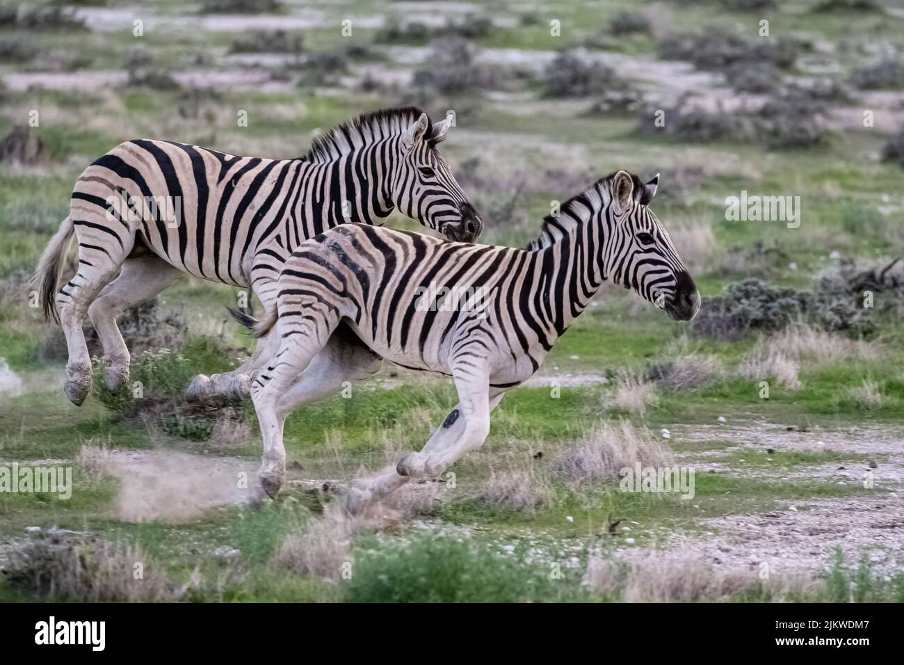 Due zebre che corrono nel cespuglio in Namibia Foto Stock