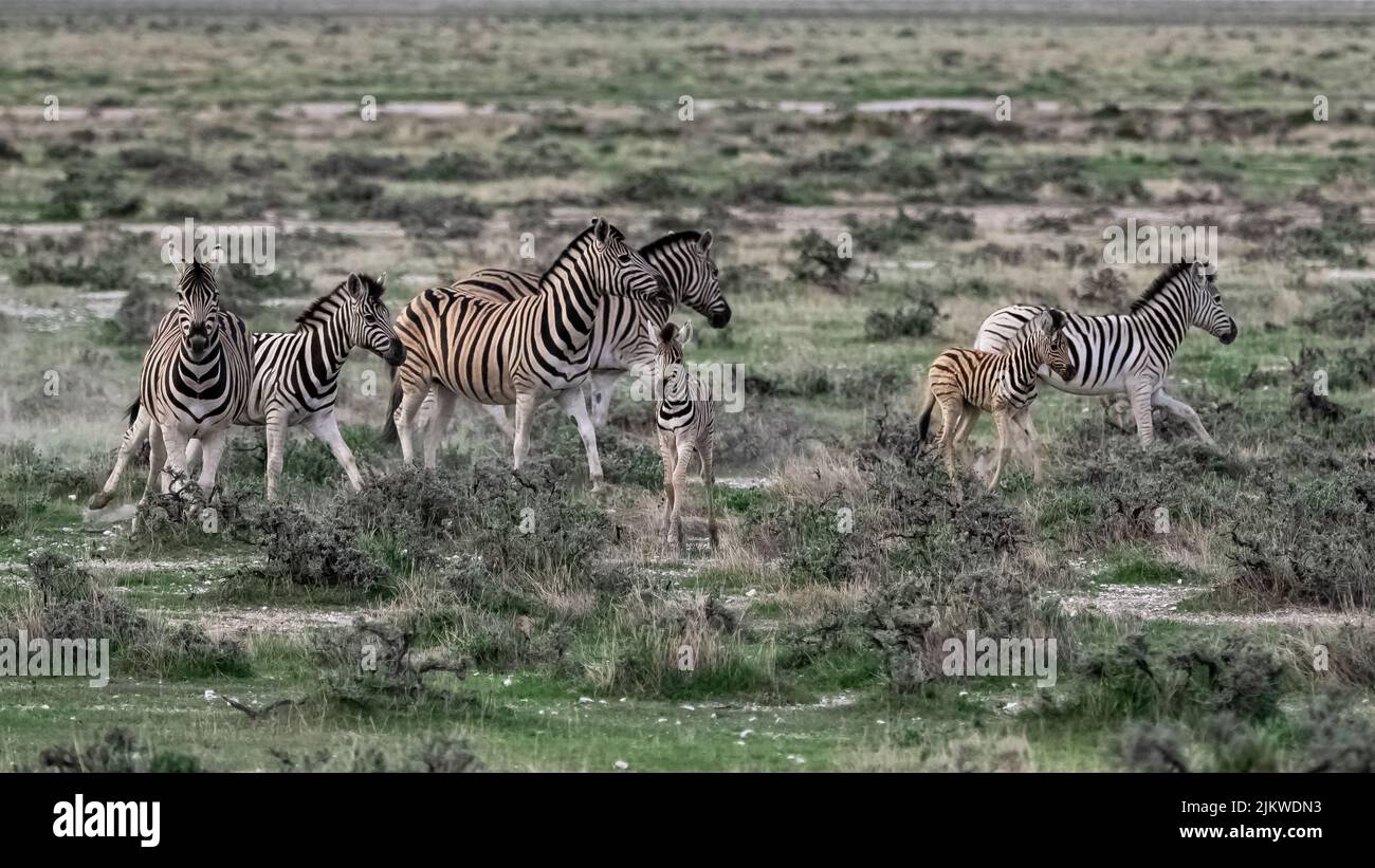 Una mandria di zebre che corre nel cespuglio in Namibia Foto Stock
