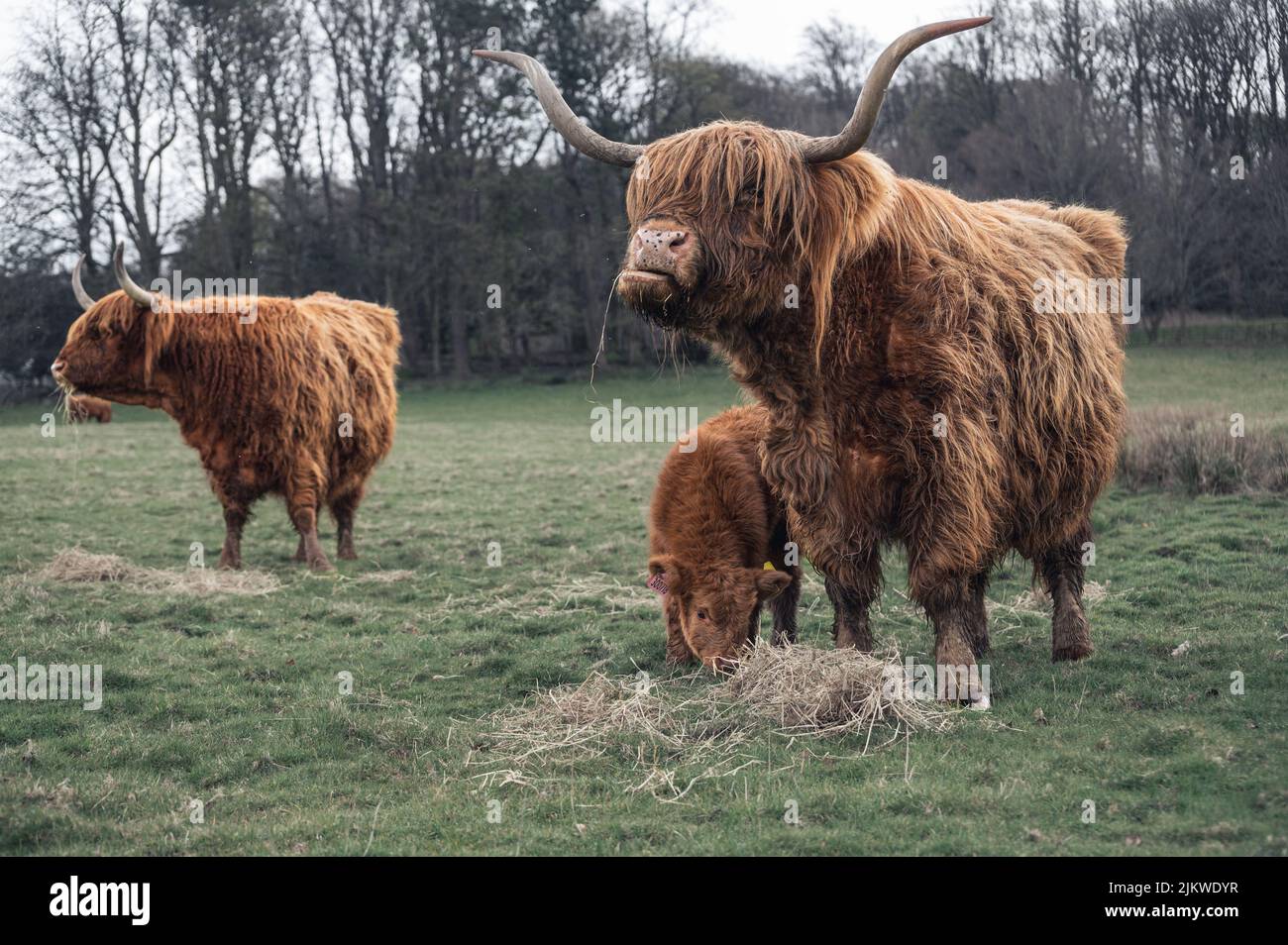 Un bellissimo shot di una piccola mandria di mucche delle Highland scozzesi che pascolano su una prateria durante il giorno Foto Stock
