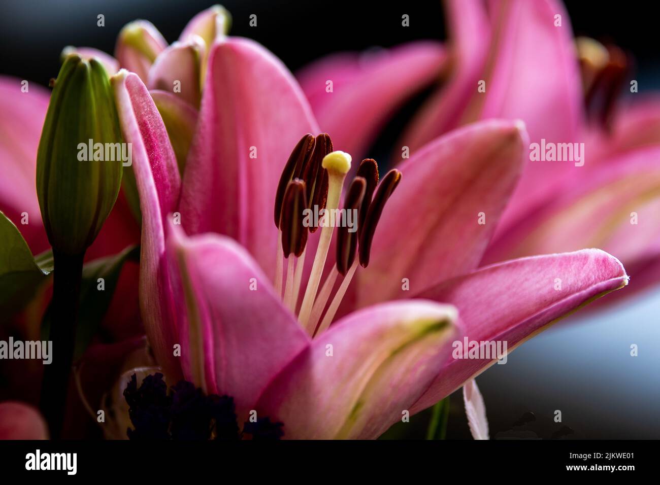 Un primo piano di un giglio di Pasqua rosa su uno sfondo sfocato Foto Stock