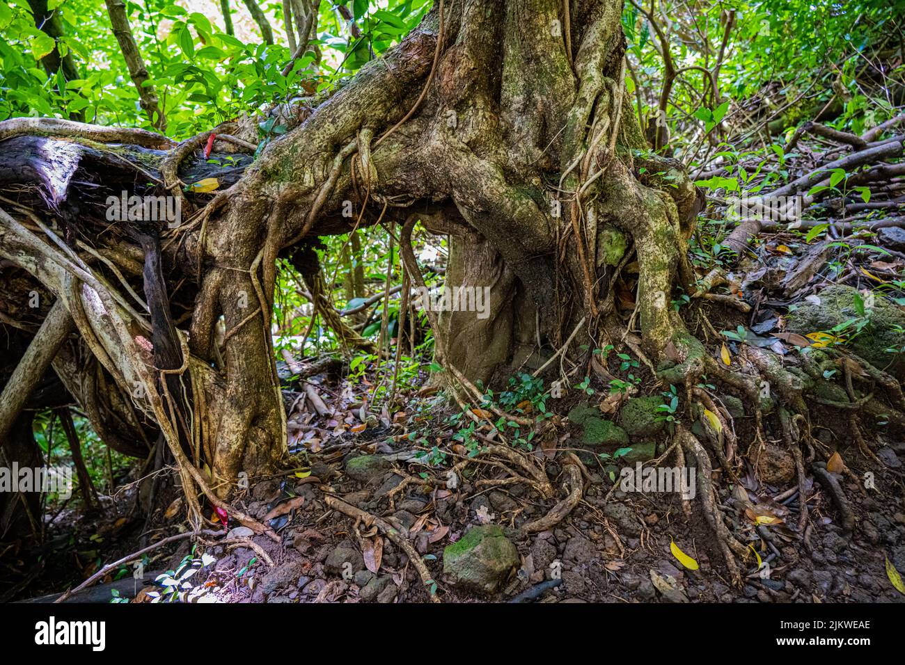 Il tronco di albero gnarled vicino alle cascate di Manoa, in Oahu, Hawaii Foto Stock