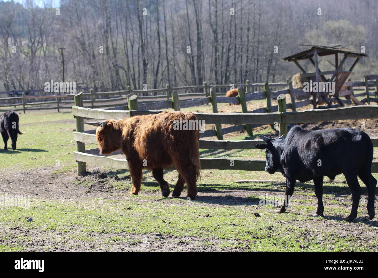 Un gruppo di bovini neri e marroni nella penna Foto Stock