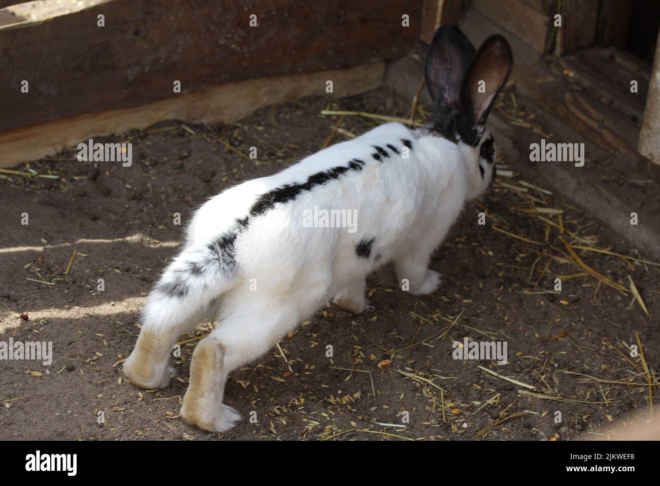 Un primo piano di un adorabile coniglio gigante scacchi nella fattoria Foto Stock
