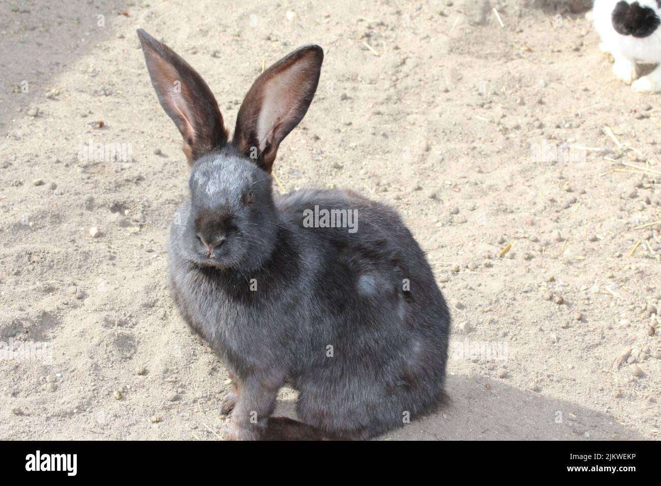 Un primo piano di un adorabile coniglio gigante fiammingo nella fattoria Foto Stock
