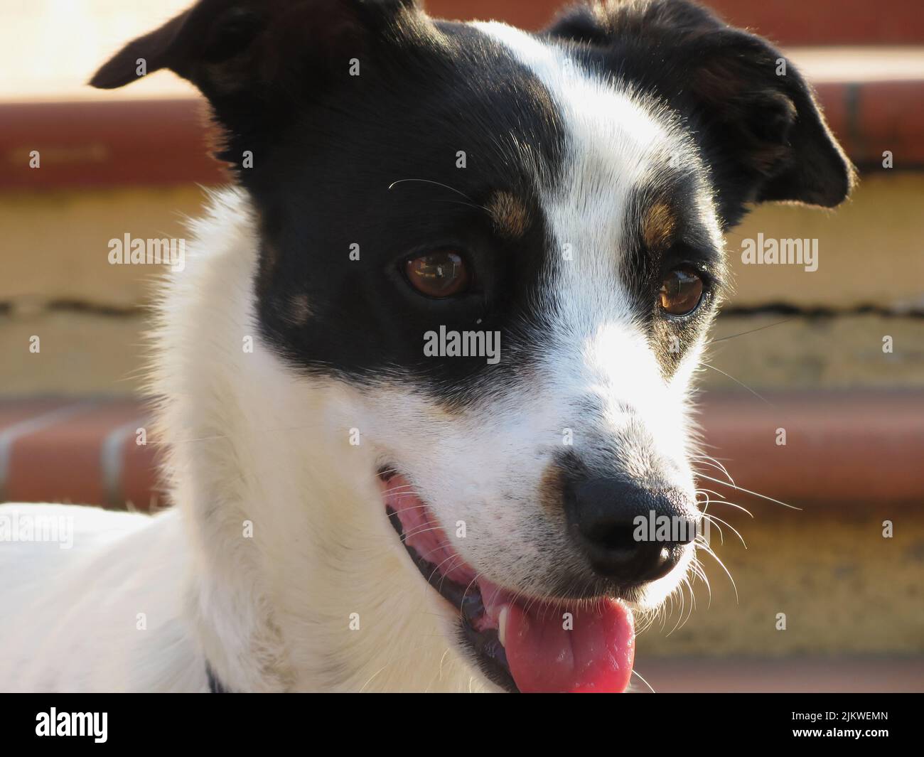 Sognante cucciolo di cane closeup Foto Stock