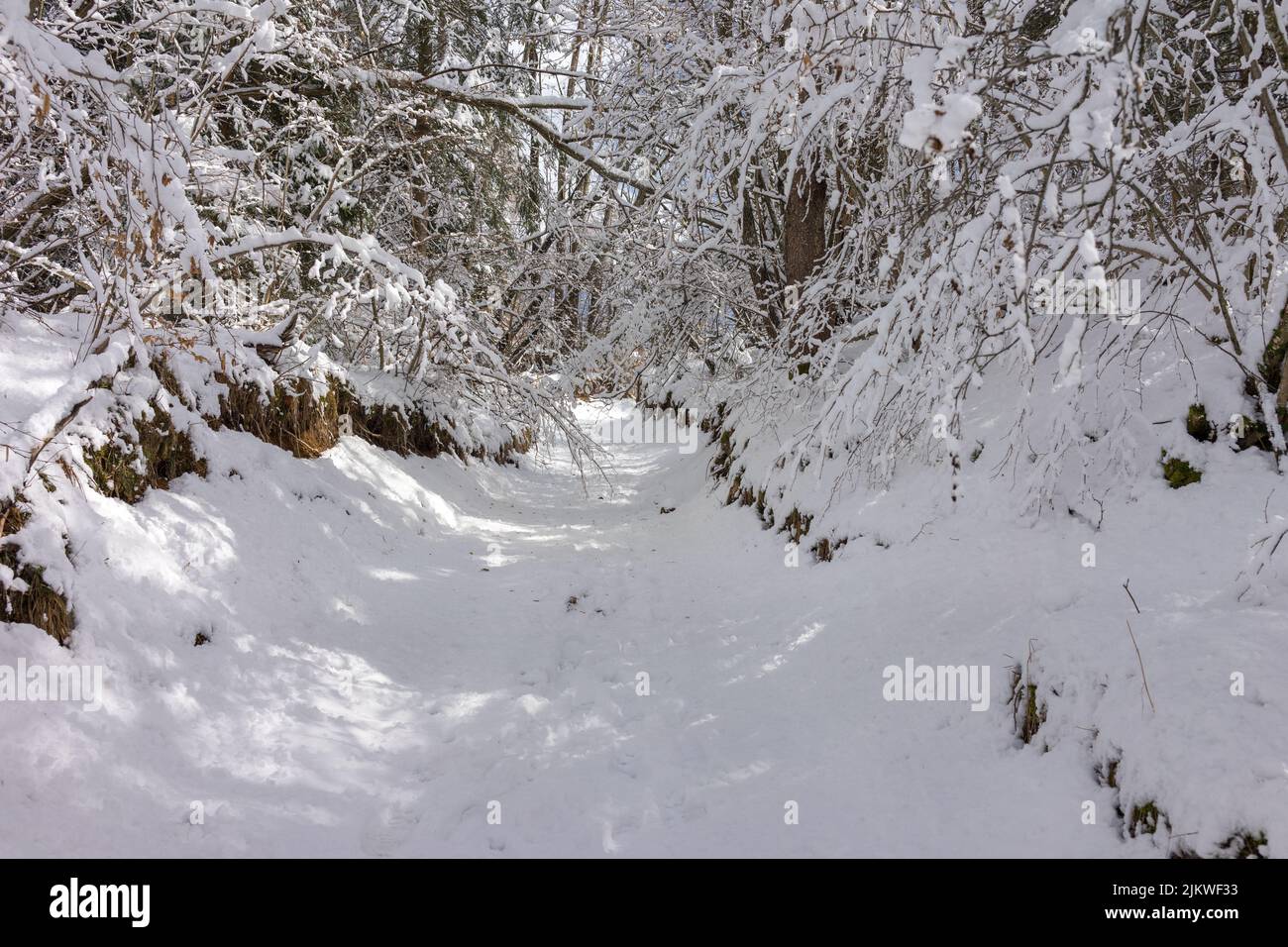 Uno scatto verticale di sentiero innevato nella foresta Foto Stock