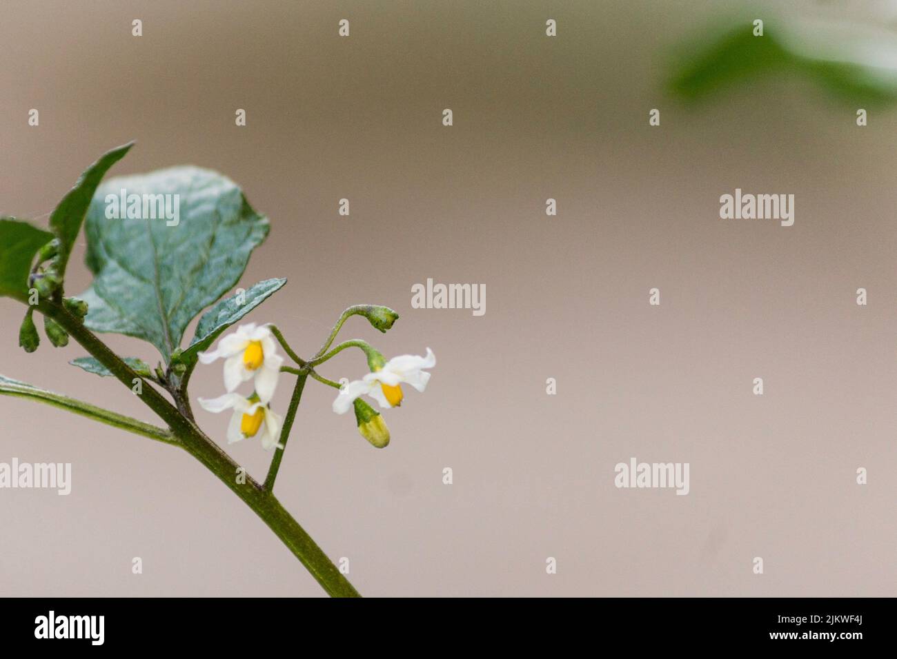 Una macro vista del piccolo bianco Solanum aviculare fiori sullo sfondo sfocato Foto Stock