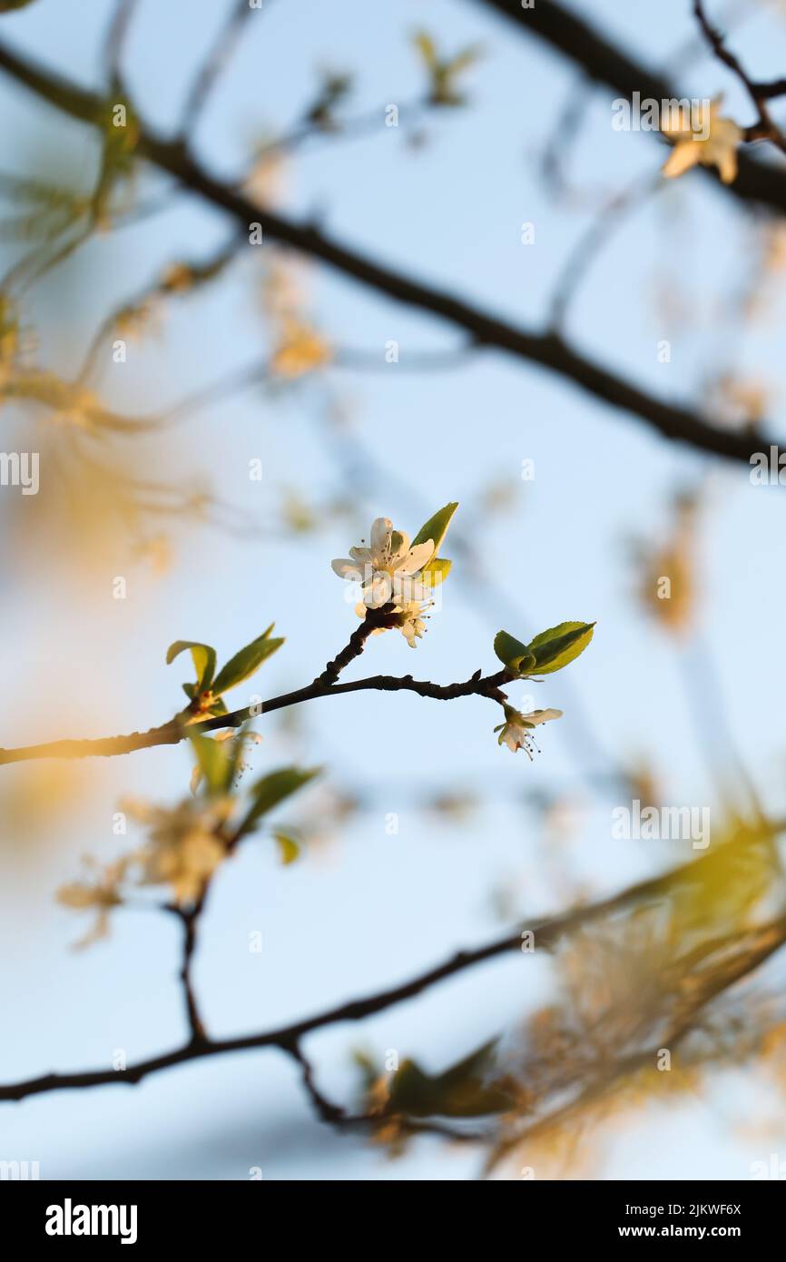 Un primo piano verticale di piccoli fiori bianchi che fioriscono sui rami dell'albero Foto Stock