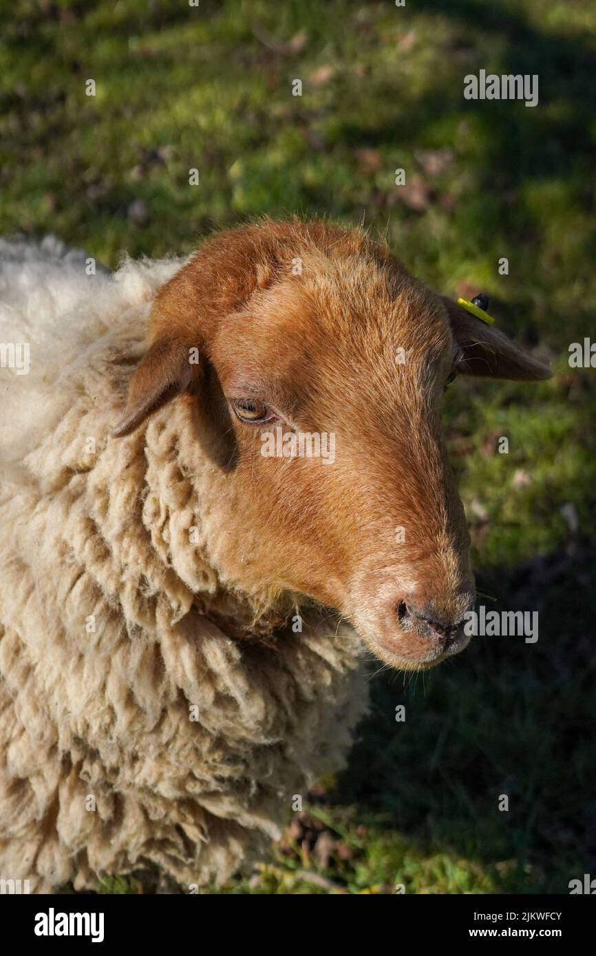 Un ritratto verticale di una pecora primaverile marrone in campagna Foto Stock