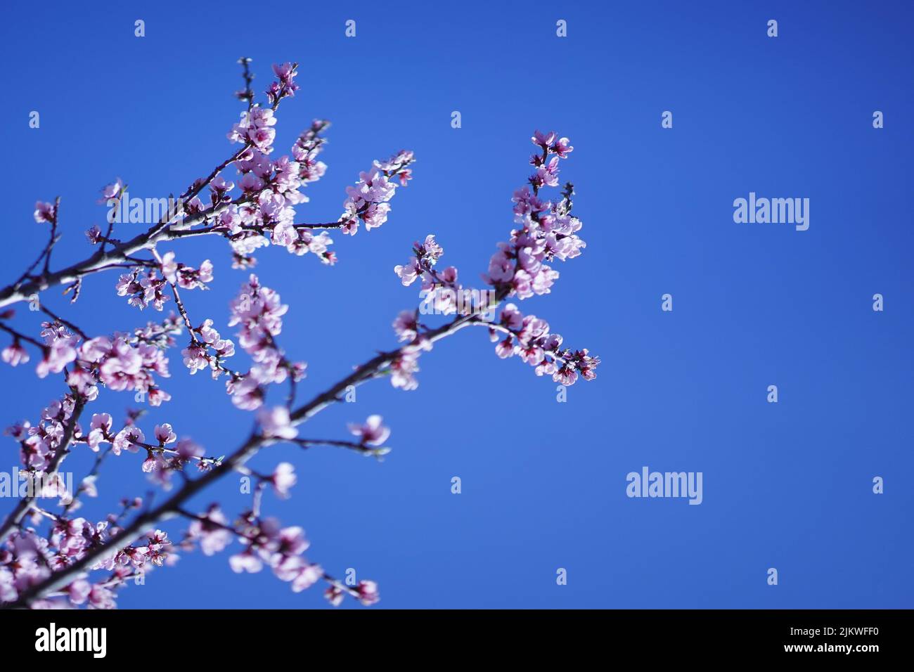 Un primo piano di piccoli fiori rosa che fioriscono sui rami dell'albero contro il cielo blu Foto Stock