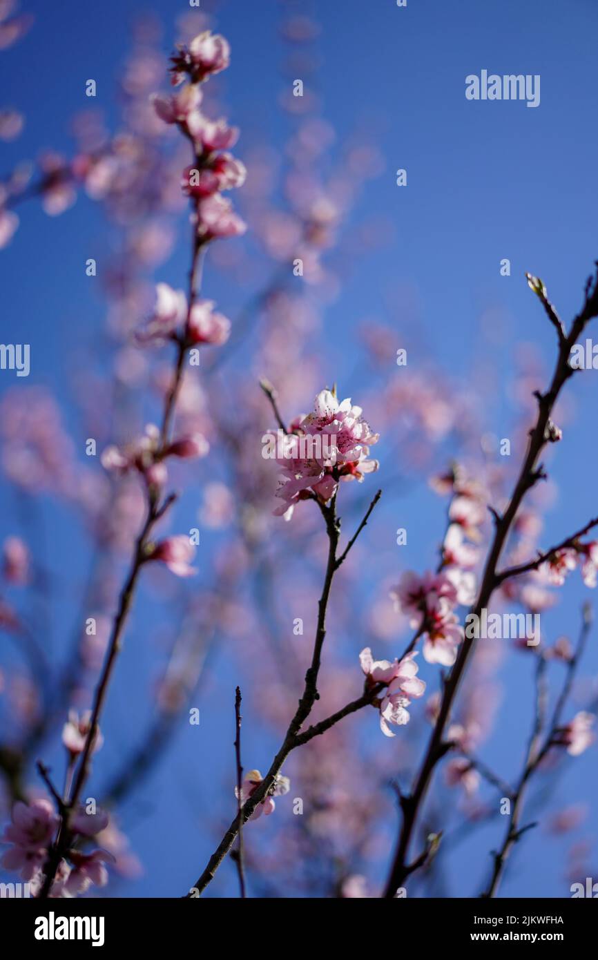 Un primo piano verticale di piccoli fiori rosa sui rami dell'albero contro lo sfondo sfocato Foto Stock