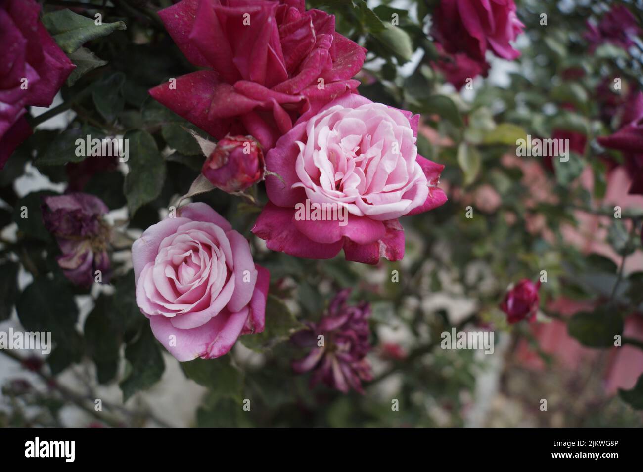 Un poco profondo fuoco shot di rosa Floribunda giardino rose Foto Stock