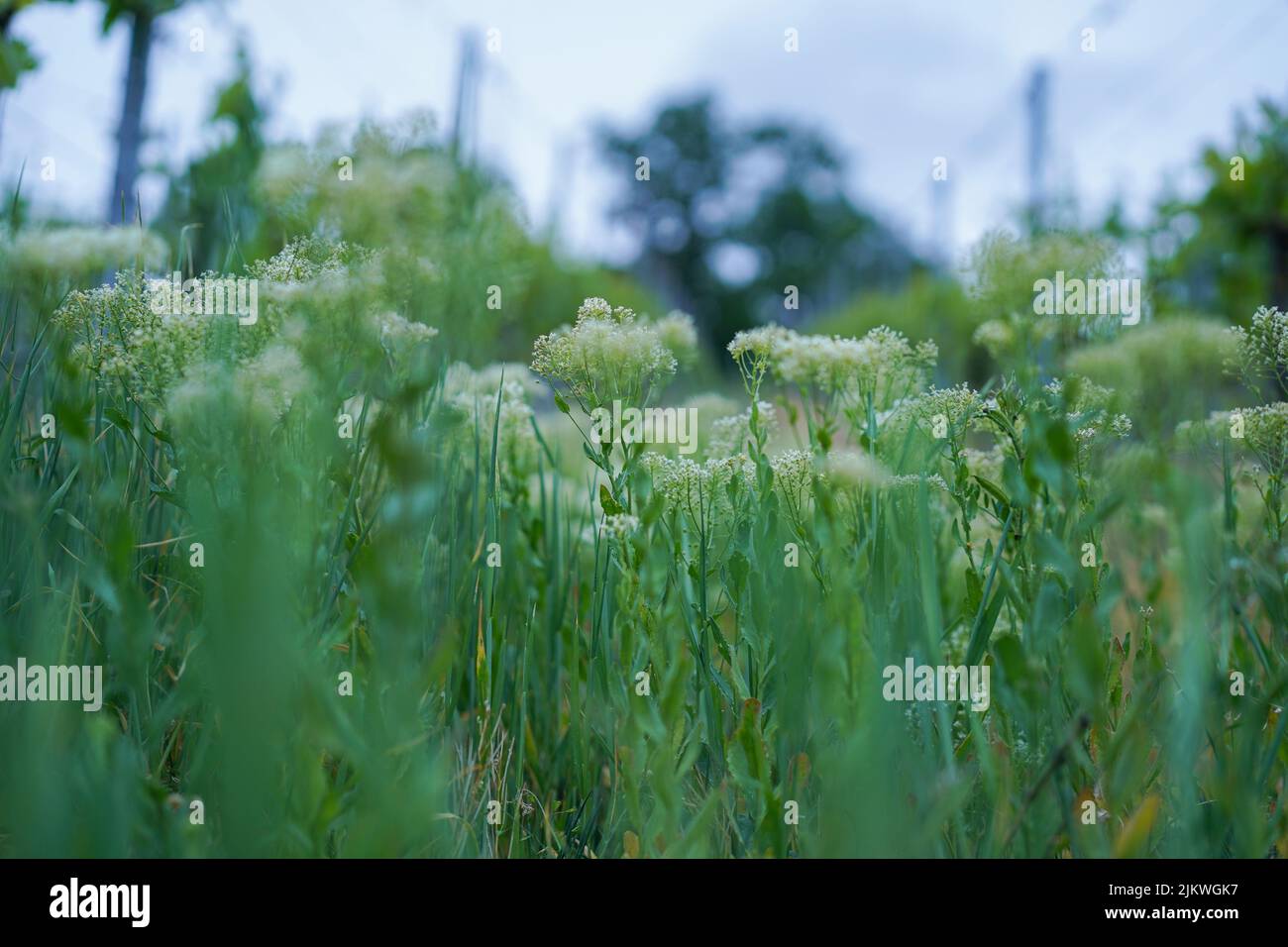 Un colpo verticale di un campo, fiori bianchi Foto Stock