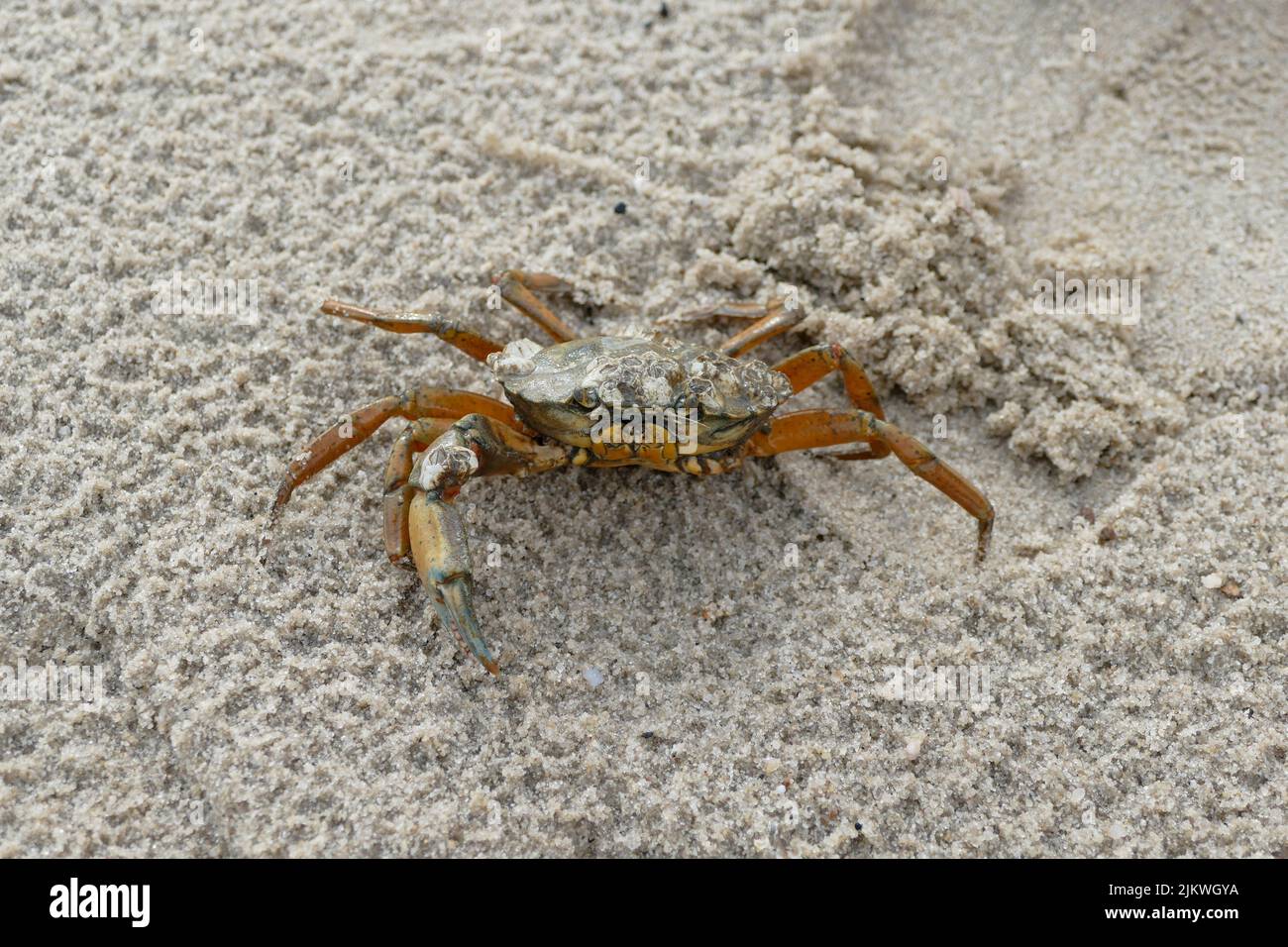 Un primo piano di un granchio sulla spiaggia del Mare del Nord Foto Stock