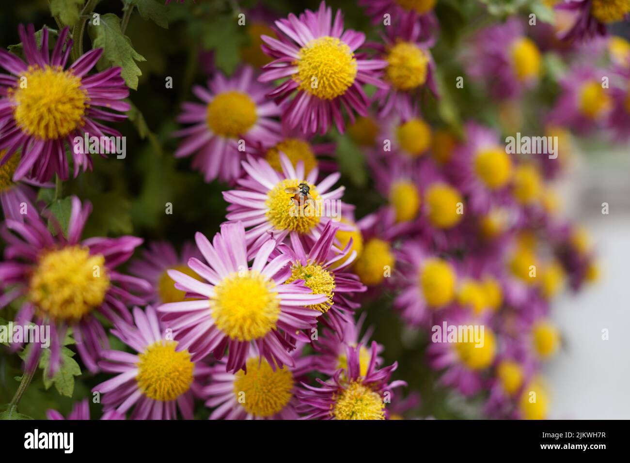 La Macro di un bumblebee che succhia polline e nettare da un fiore caroliniano di Ampelaster Foto Stock
