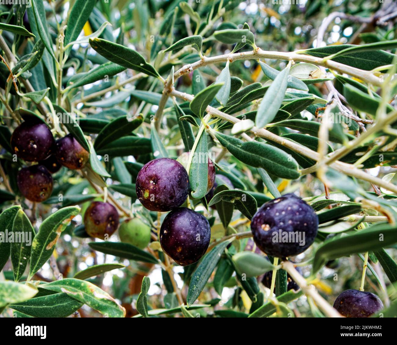 Un primo piano di olive che crescono in giardino in una giornata di sole Foto Stock