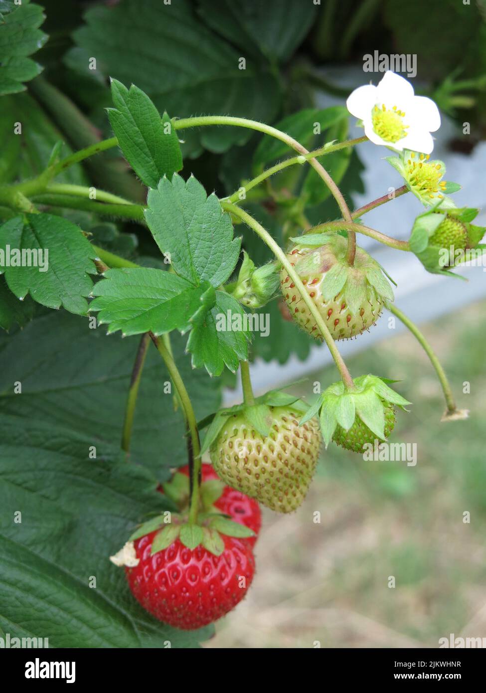 Coltivare frutta morbida in un giardino inglese: Primo piano di una pianta di fragole con fragole rosse mature più alcune non mature e i fiori. Foto Stock