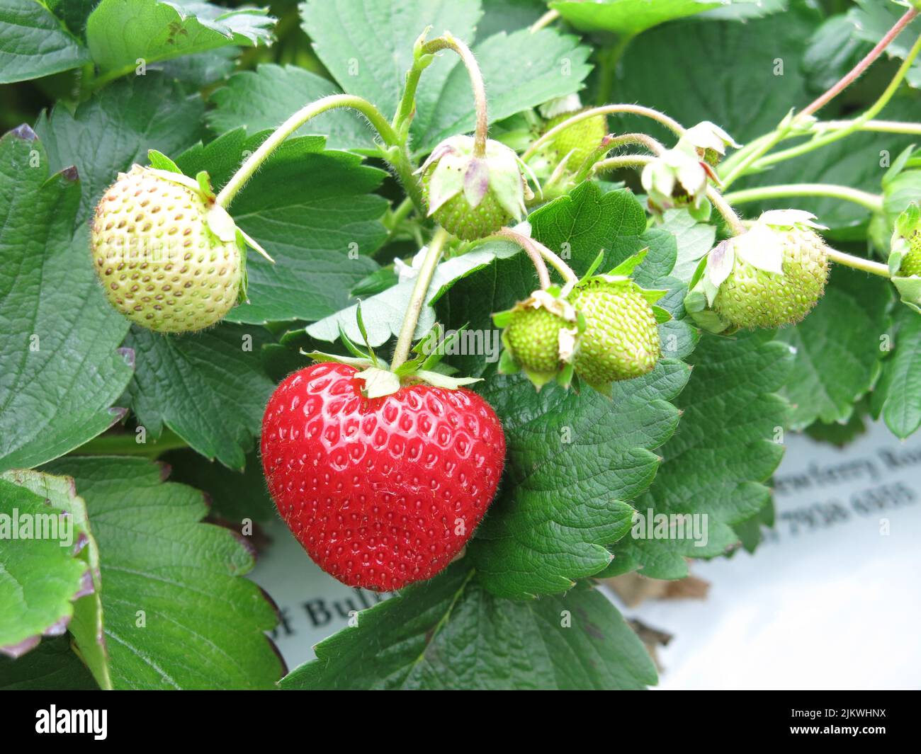 Coltivare frutta morbida in un giardino inglese: Primo piano di una pianta di fragole con fragole rosse mature più alcune non mature e i fiori. Foto Stock
