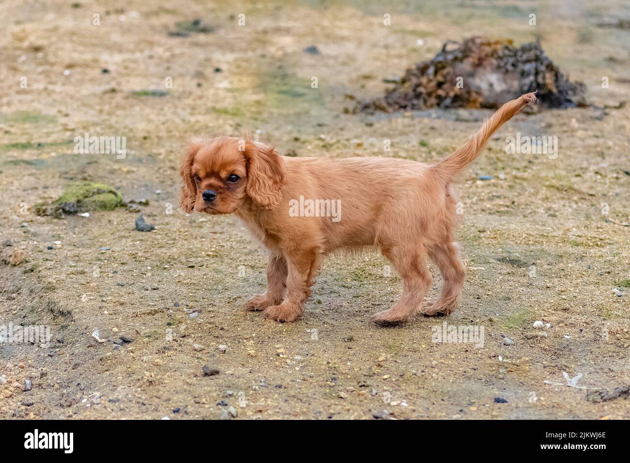 Un cavalier del cane re charles, un cucciolo di rubino che gioca sulla spiaggia Foto Stock