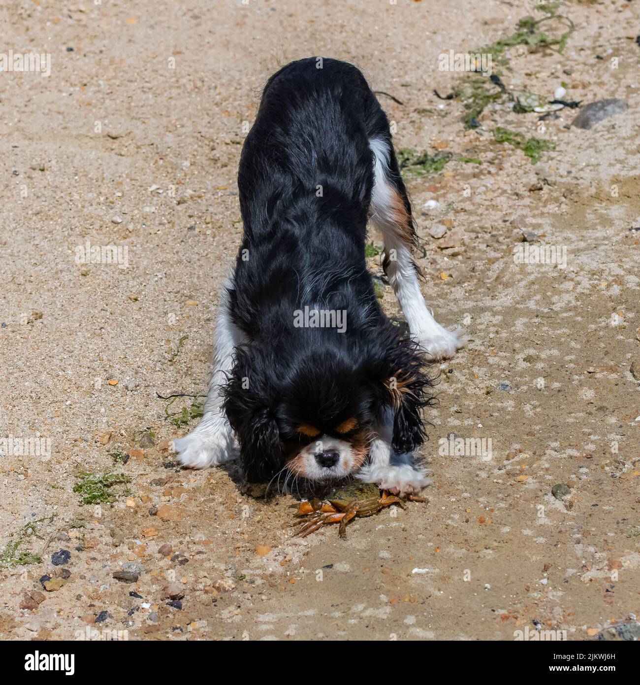 Un cavalier cane re charles, un cucciolo carino che combatte con un granchio Foto Stock