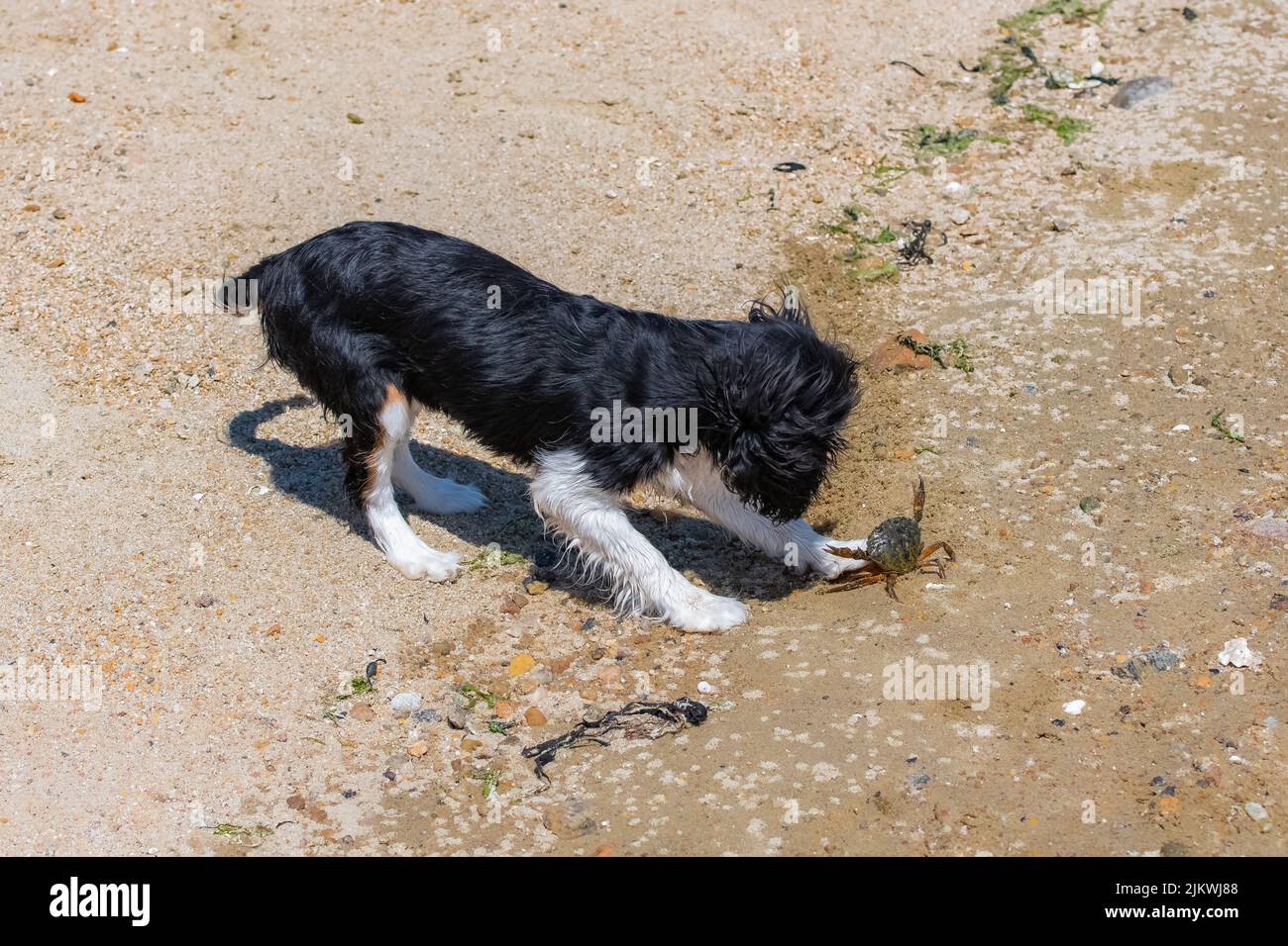 Un cavalier cane re charles, un cucciolo carino che combatte con un granchio Foto Stock
