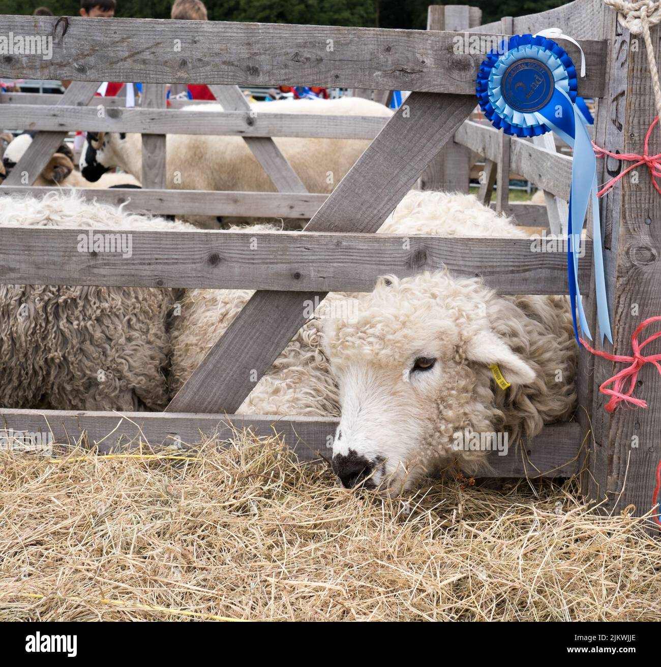 Premio pecora al Cartmel Show Inghilterra Foto Stock