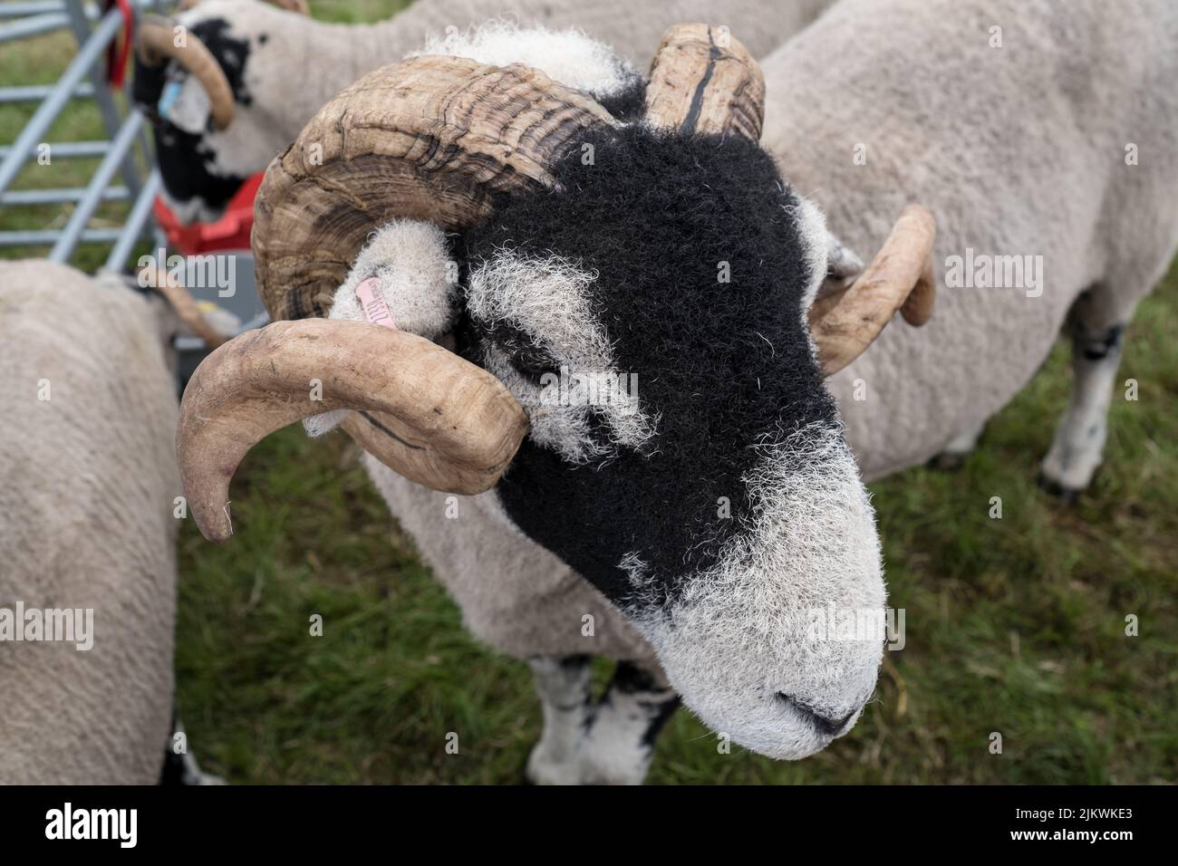 Pecora Swaledale in mostra alla Fiera di Cartmel 2022 Foto Stock