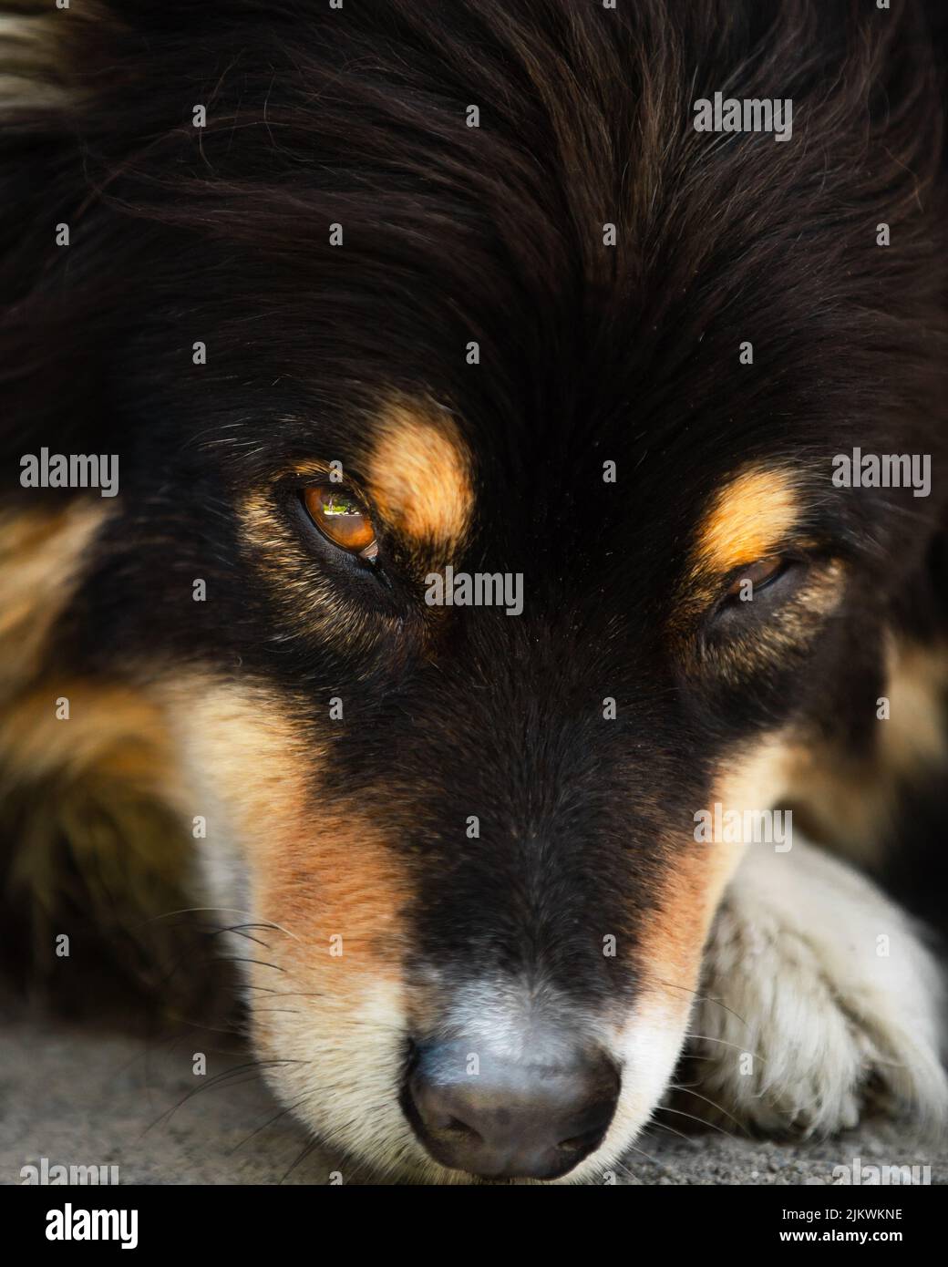 Un tiro selettivo di fuoco di un carino cane pureed australiano del pastore Foto Stock