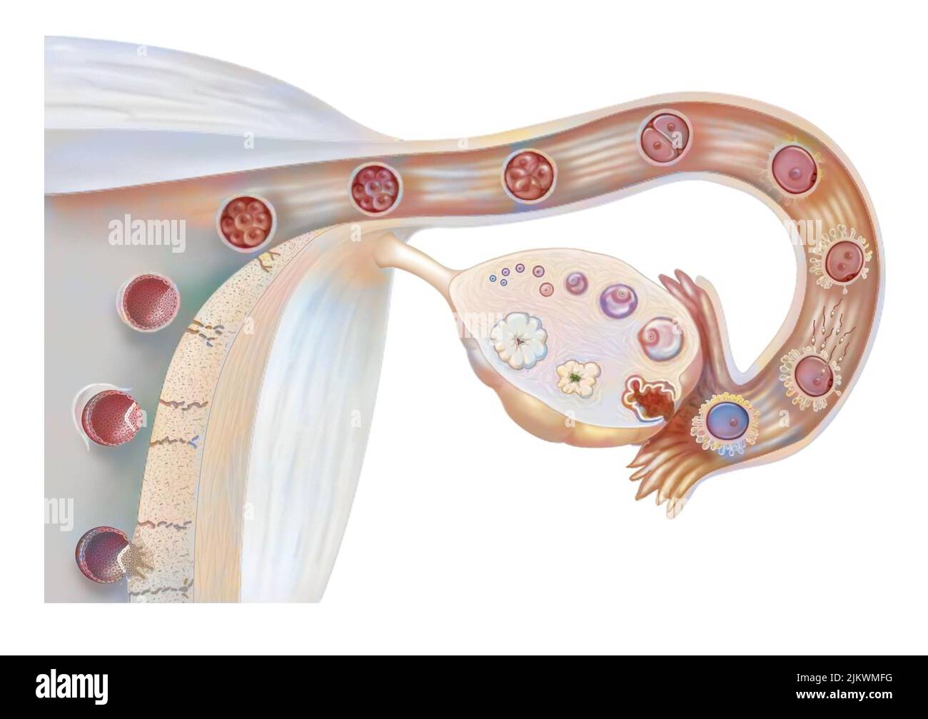 Genitali femminili: Ciclo ovarico, ovulazione, fecondazione, segmentazione embrionale, impianto. Foto Stock
