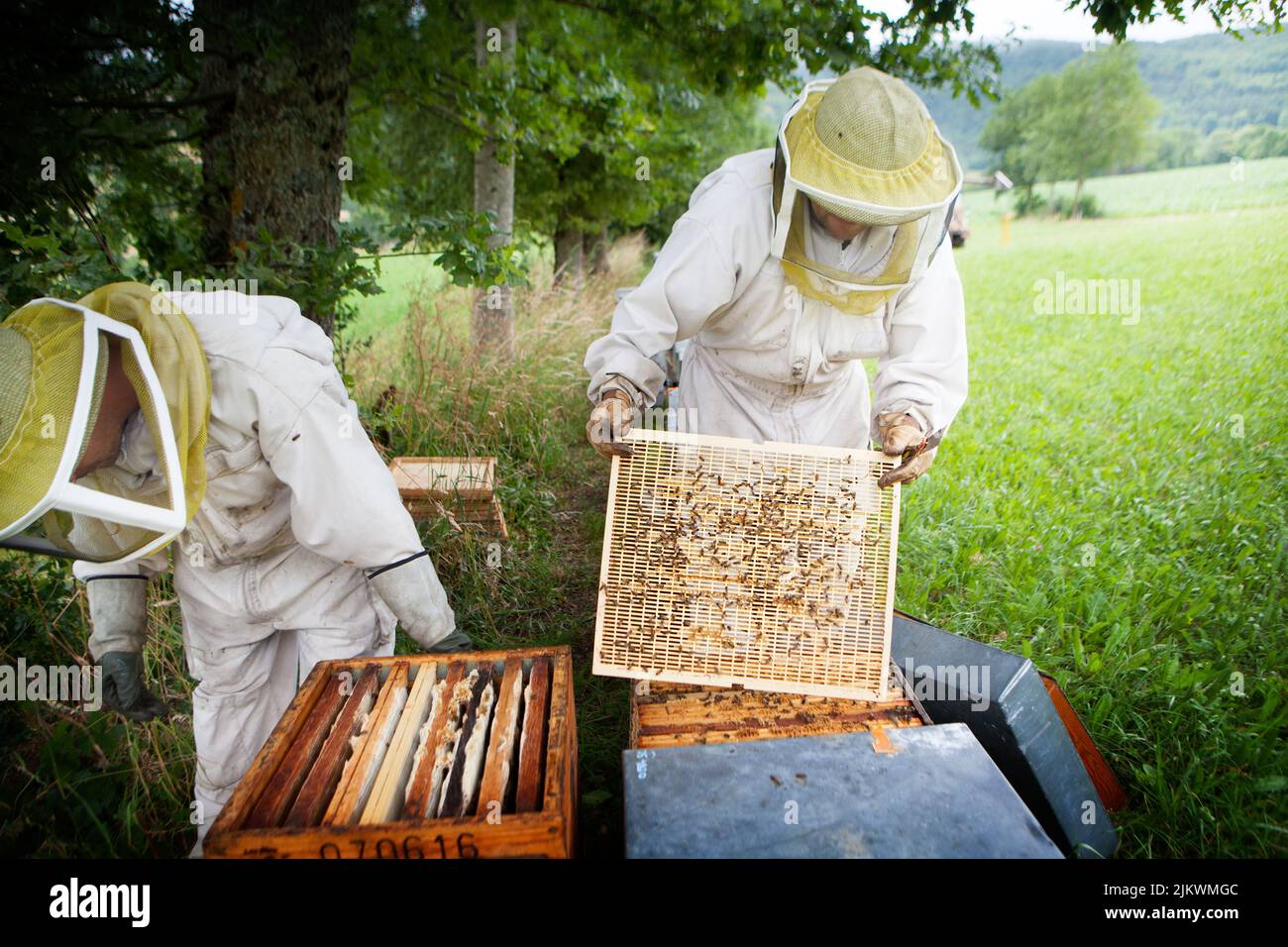 Raccolta del miele da un apicoltore in Francia. Foto Stock