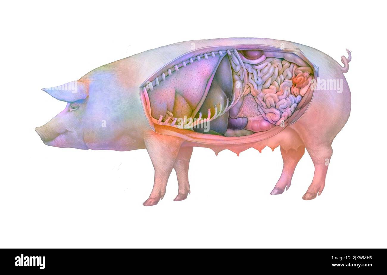 Anatomia di una scrofa che mostra i polmoni, sistema digestivo. Foto Stock