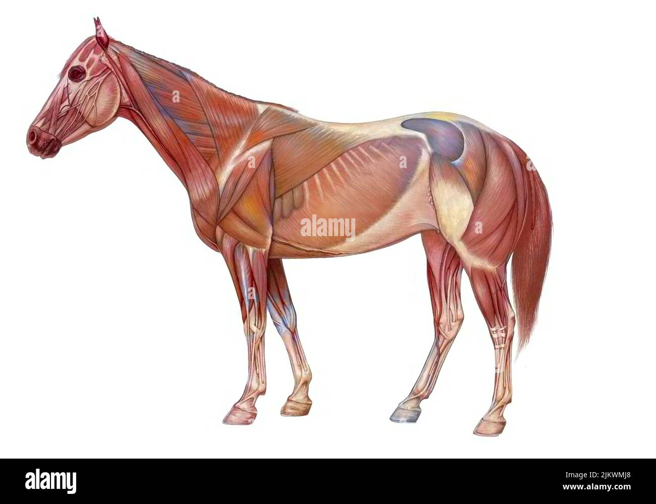 Anatomia del cavallo con il suo sistema muscolare. Foto Stock