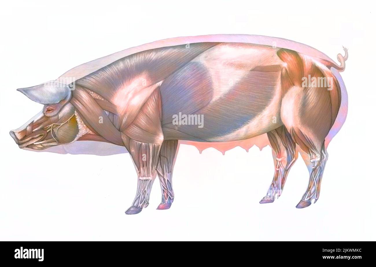 Anatomia del maiale con il suo sistema muscolare. Foto Stock