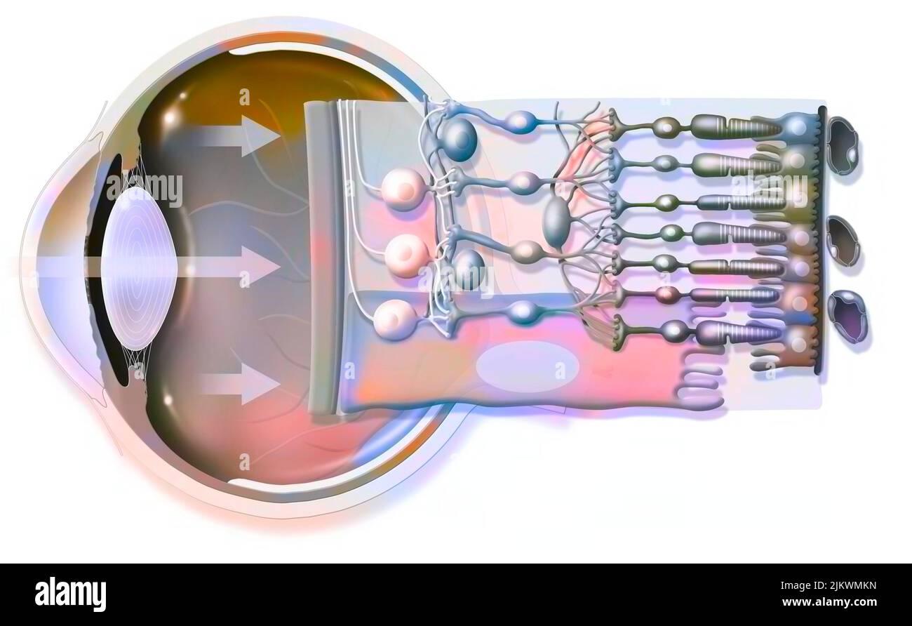 L'occhio e la retina con il vitreo, la membrana interna limitante. Foto Stock