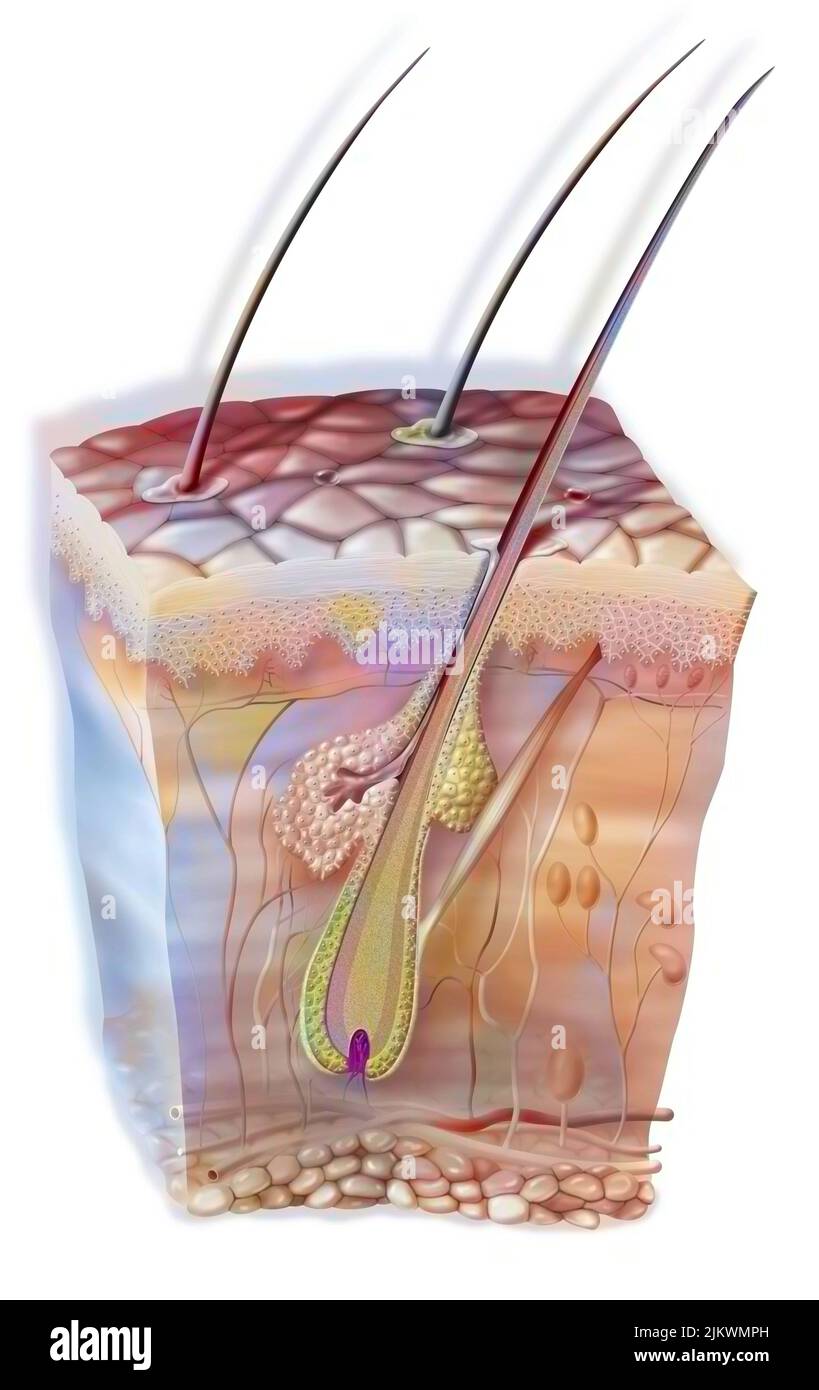 Capelli nella pelle con la ghiandola sebacea e il muscolo orripilatore. Foto Stock