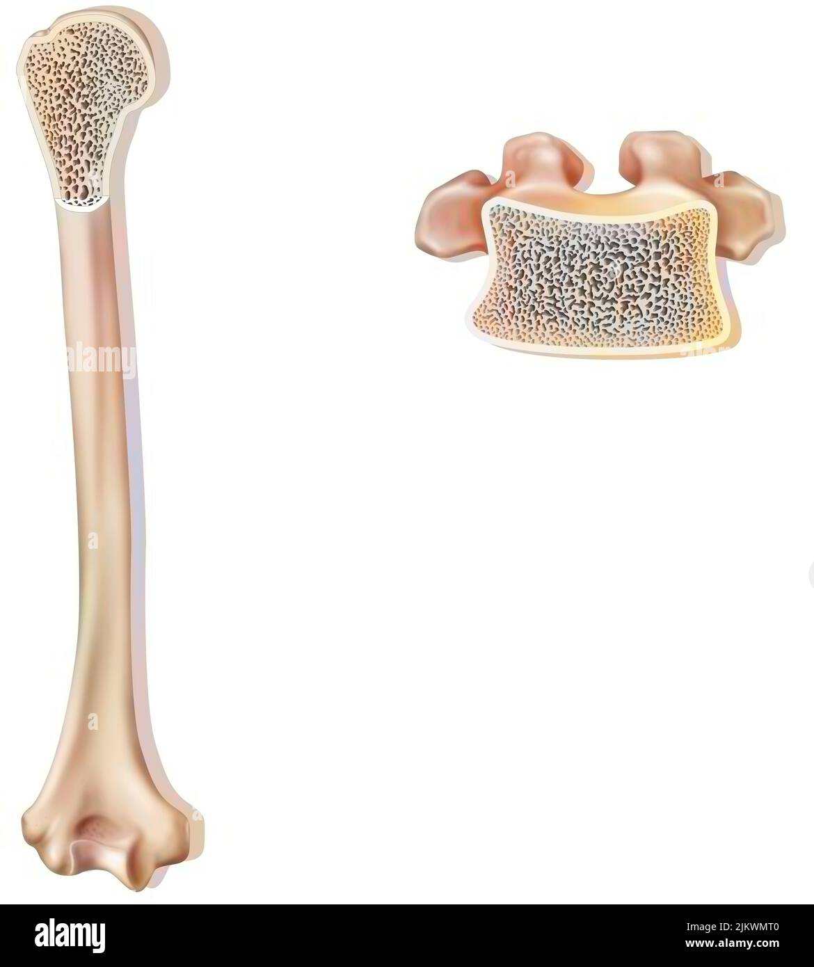 Struttura ossea: Humero e vertebra dorsale. Foto Stock
