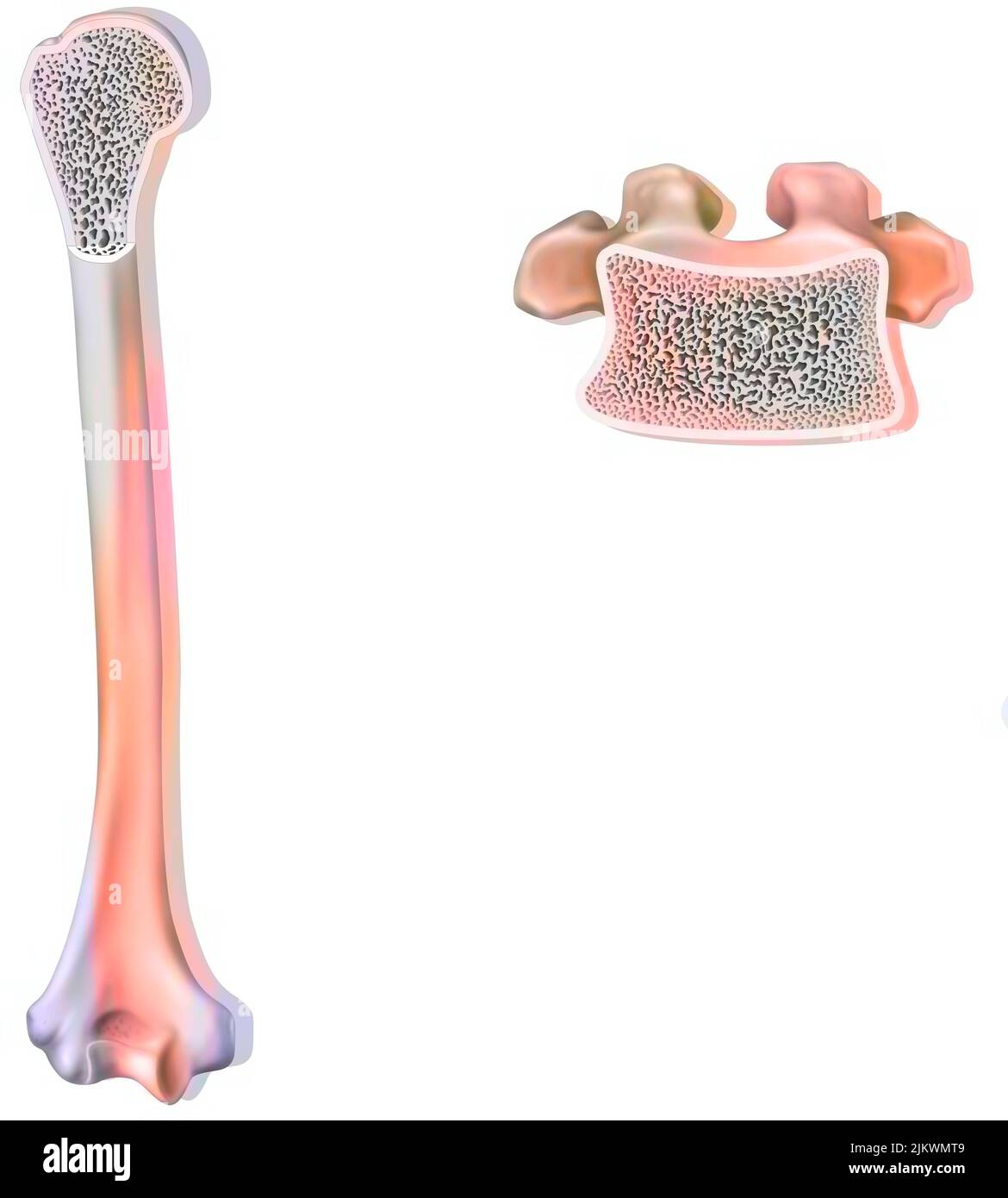 Struttura ossea: Humero e vertebra dorsale. Foto Stock