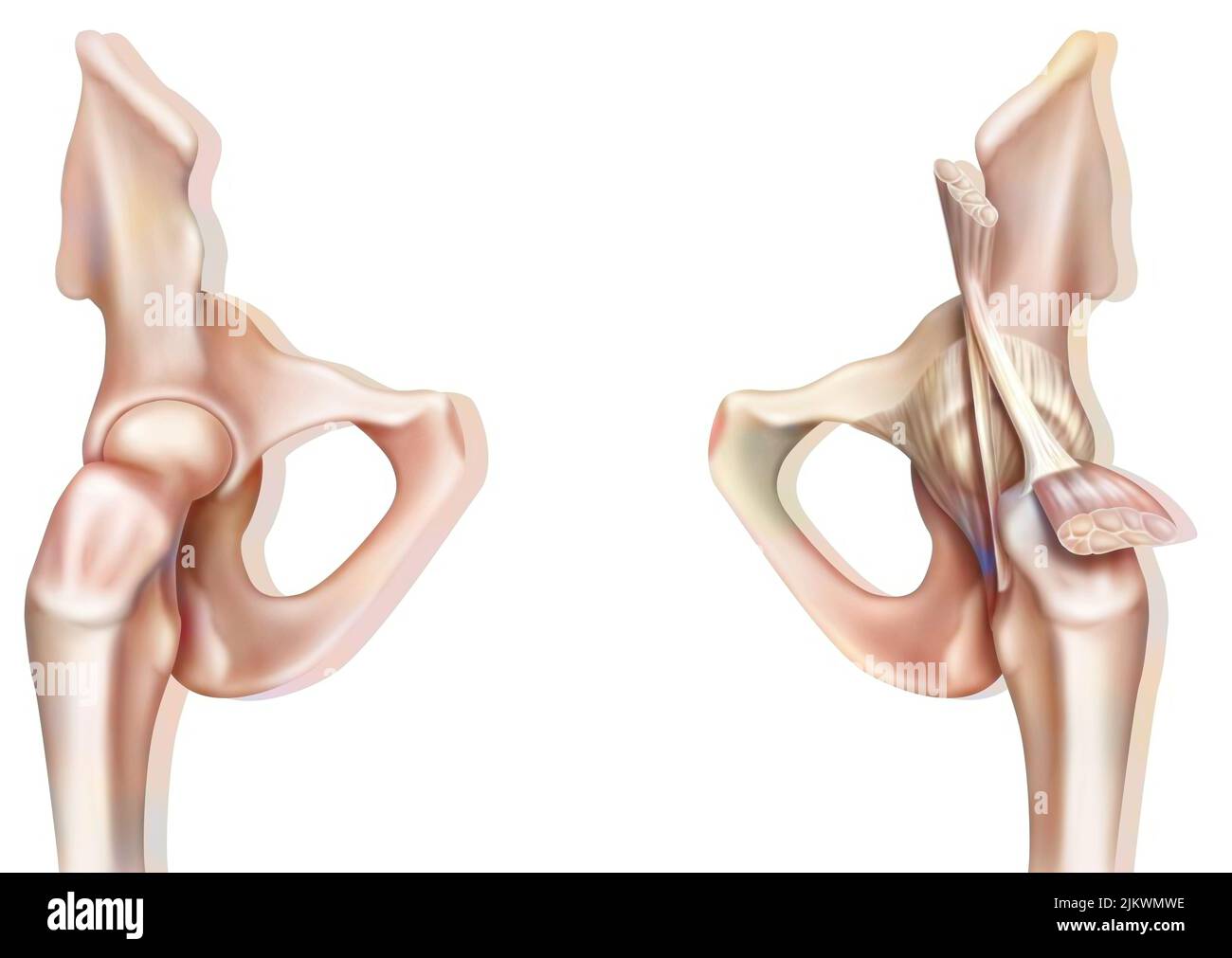 Articolazione ossea dell'anca senza e con la capsula coxofemorale. Foto Stock