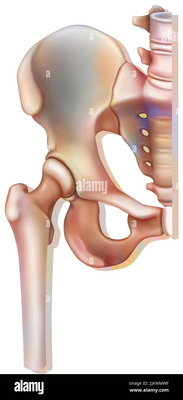 Sistema osseo: Articolazione dell'anca (coxofemorale). Foto Stock