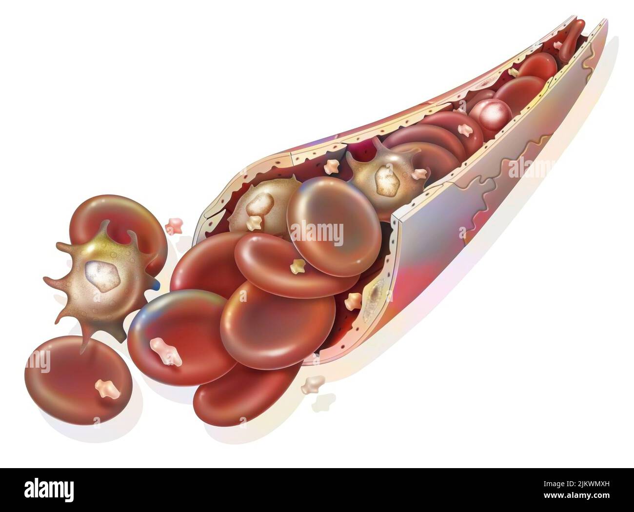 Composizione del sangue (capillare del sangue): Globuli rossi, globuli bianchi. Foto Stock