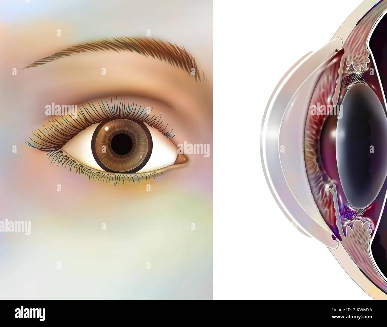 Occhio: Posizione e dimensioni delle lenti rigide. Foto Stock