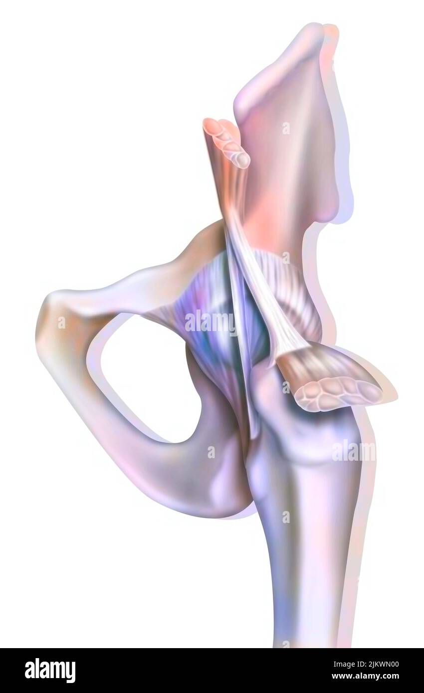 Anatomia dell'articolazione coxofemorale (anca) con muscoli, tendini. Foto Stock