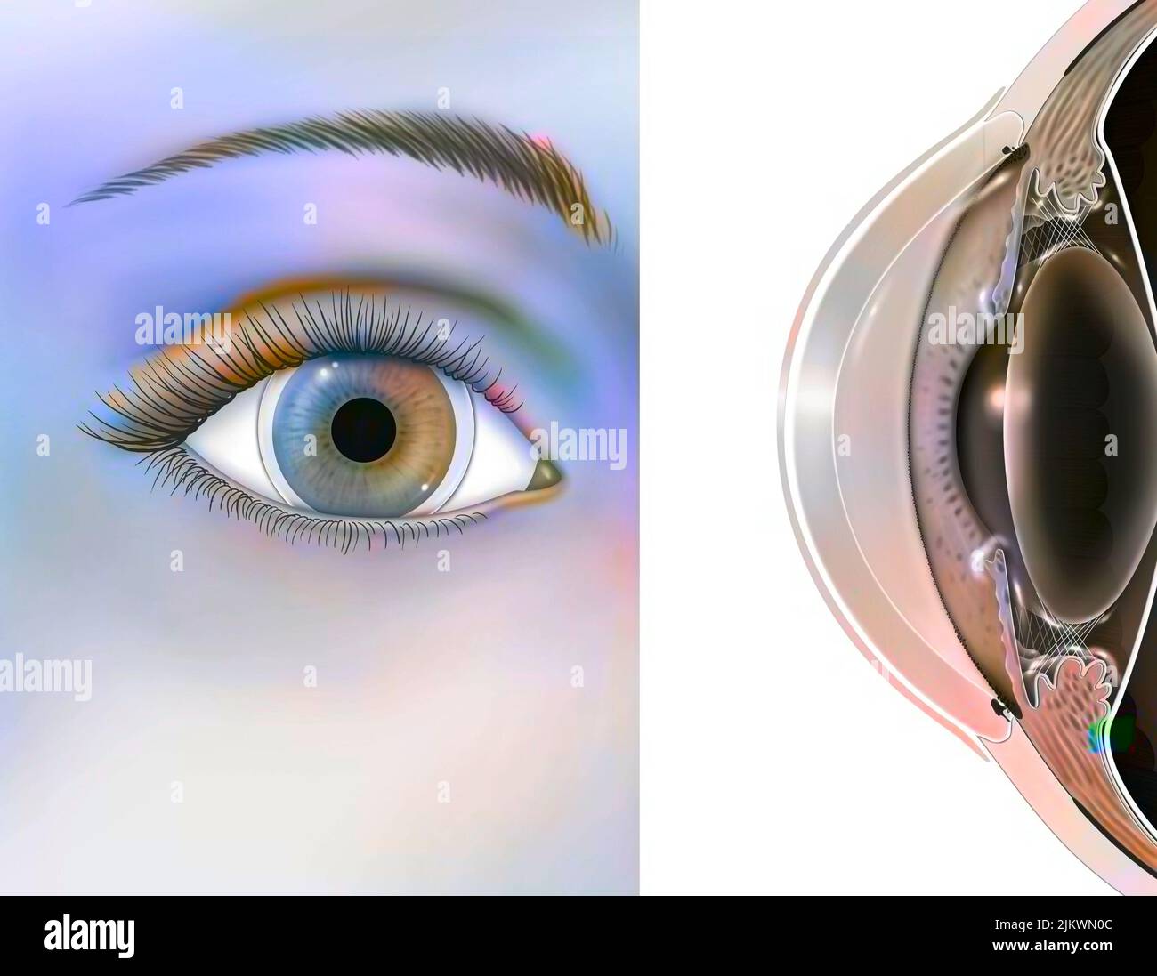 Occhio: Posizione e dimensioni delle lenti morbide. Foto Stock