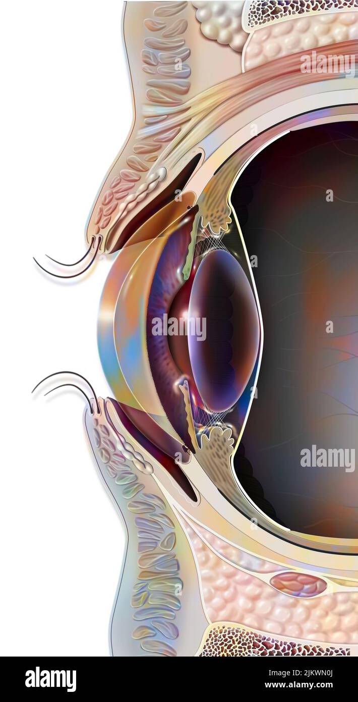 Sezione sagittale mediana dell'occhio e della palpebra. Foto Stock