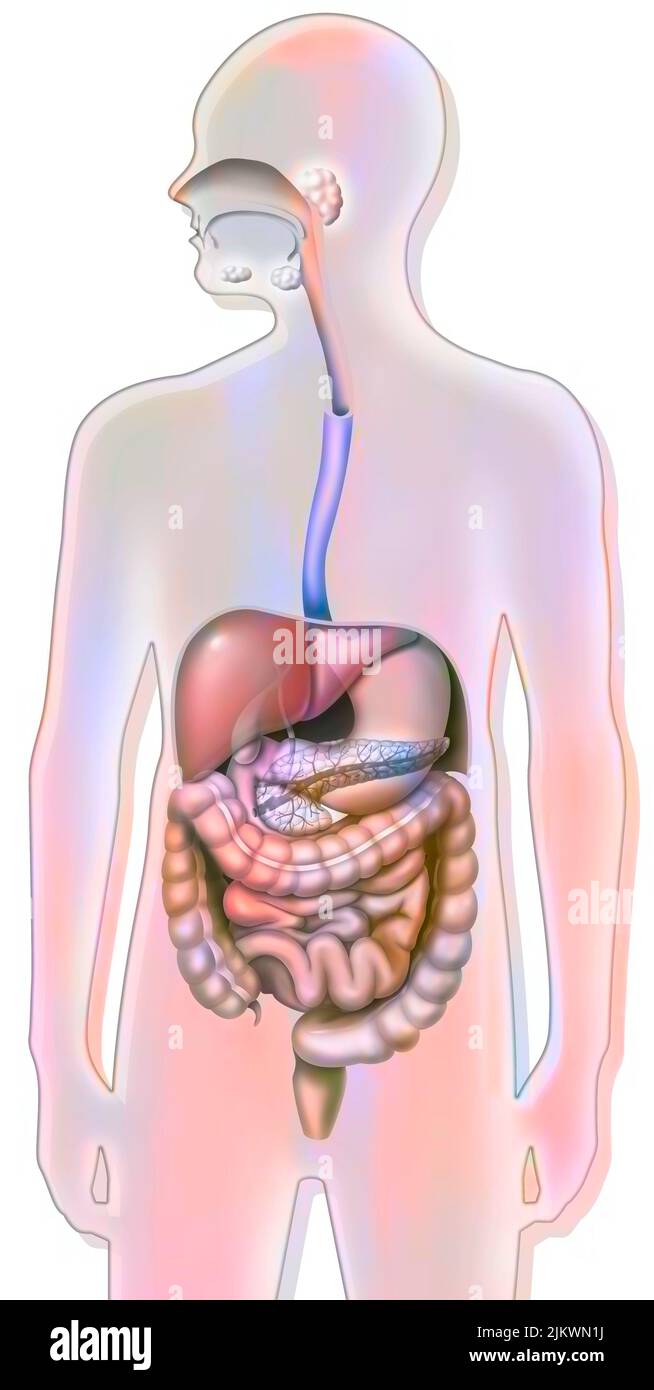 Apparato digerente e pancreas con esofago, stomaco, duodeno. Foto Stock