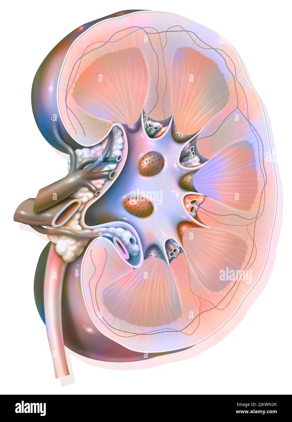 Sezione sagittale del rene sinistro con le arterie e le vene renali. Foto Stock