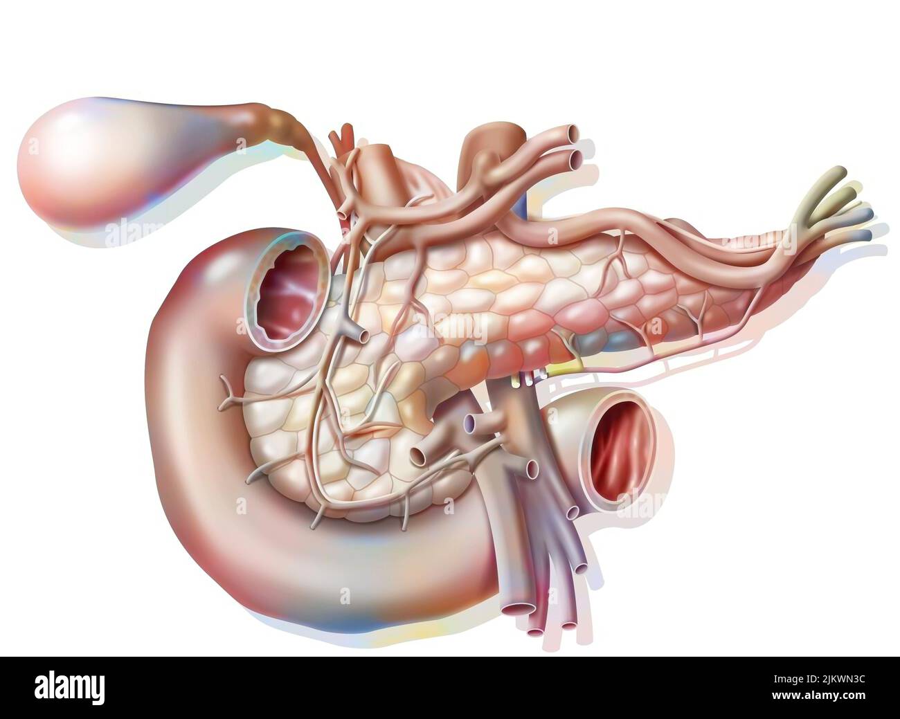 Vascolarizzazione del pancreas in vista anteriore con vescicola e dotto biliare comune. Foto Stock